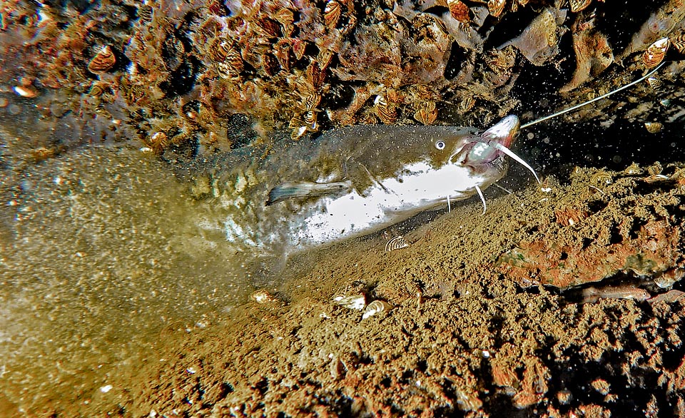 Silurus glanis, European catfish, Wels catfish