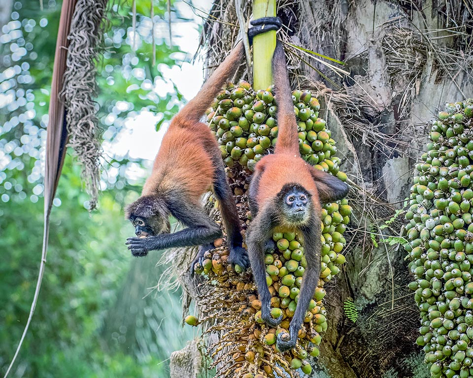 La coda è prensile solo in alcune scimmie del continente americano. Ateles geoffroyi ha così qui le mani libere per raccogliere la frutta di cui è ghiotto