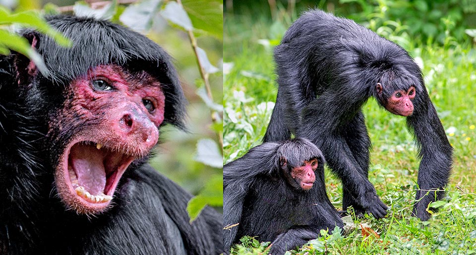 Ateles paniscus. Les singes de ce genre se caractérisent par des pattes particulièrement longues, surtout les antérieures, d'où le nom donné de singes-araignées 