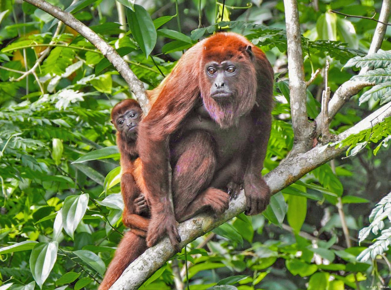 Alouatta seniculus, présent de la Colombie à la Bolivie, a la plus large répartition géographique des primates du Nouveau Monde 