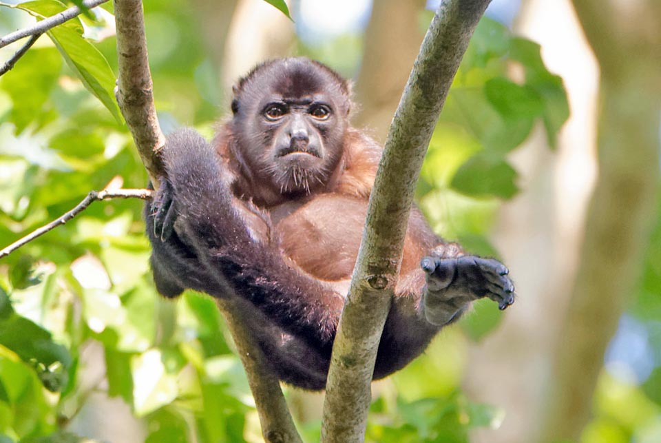 The mantled howler (Alouatta palliata) lives in groups of about 15 hierarchical units with at least three females per each male