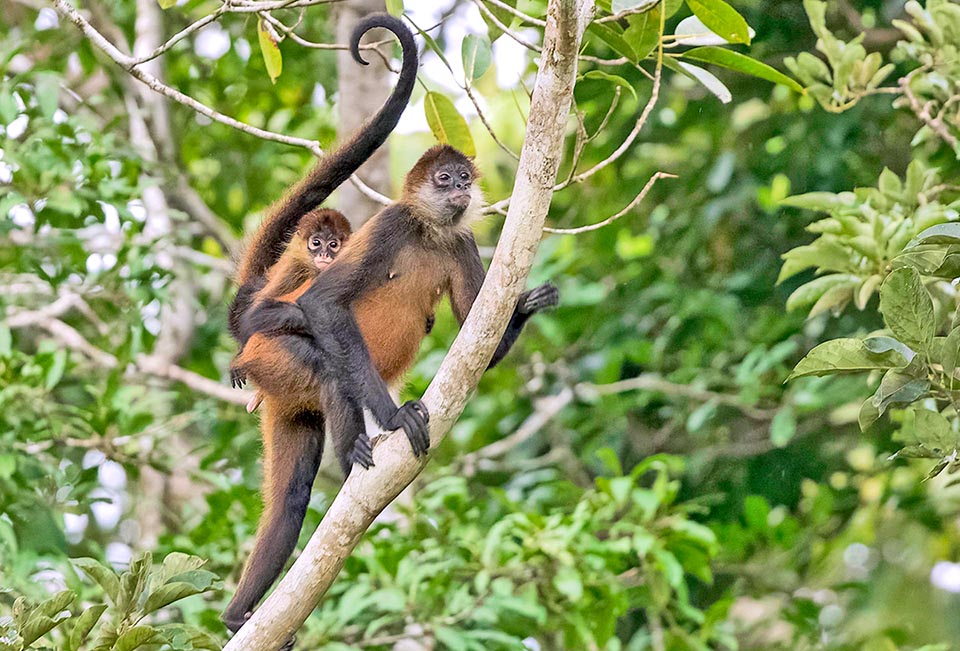 La robuste queue préhensile de Ateles geoffroyi supporte un poids allant jusqu'à 9 kg. Considéré comme une espèce en danger par l'UICN, il se nourrit principalement de fruits mûrs 