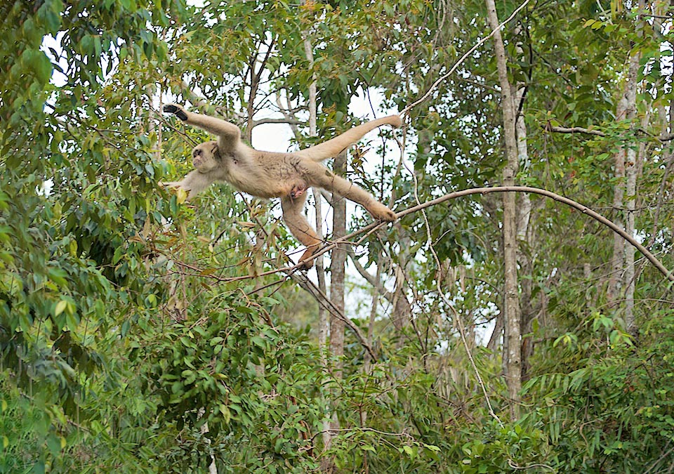 La queue préhensile aussi large que les membres de Brachyteles hypoxanthus, qui atteint 11 kg, n'en est certainement pas moins solide, comme on peut le voir ici