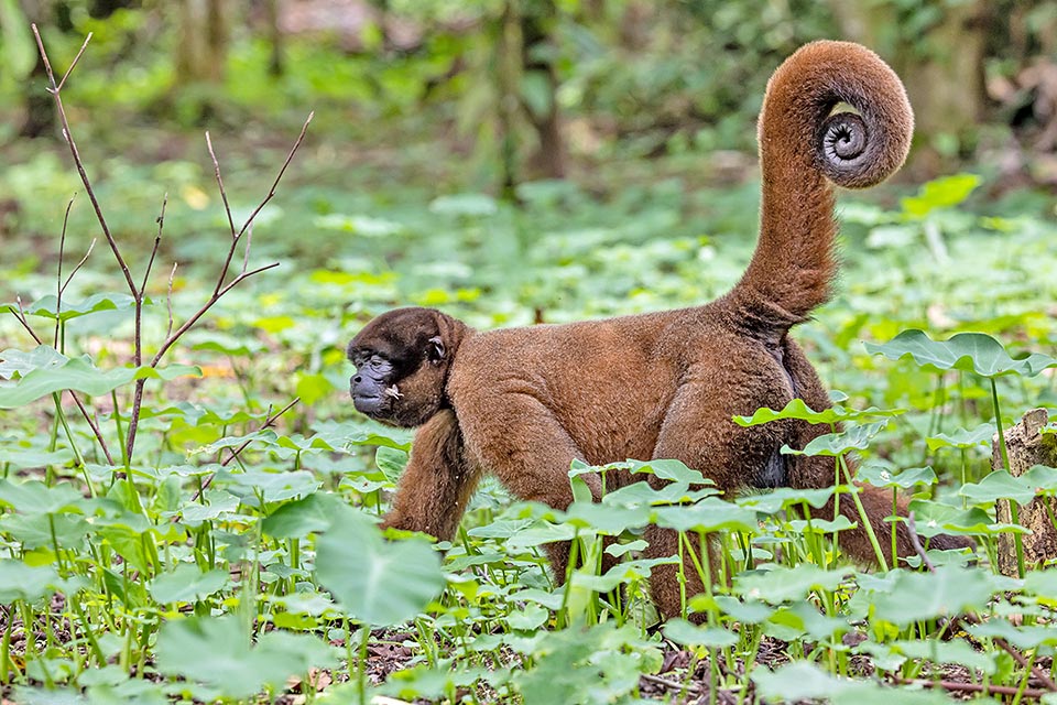 When moving in the ground the tail is of no use and the Atelids keep it rolled up like this majestic Lagothrix lagotricha 