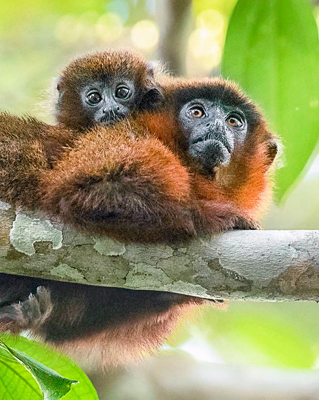 Callicebus moloch con una cría. Las hembras dan a luz una vez al año 