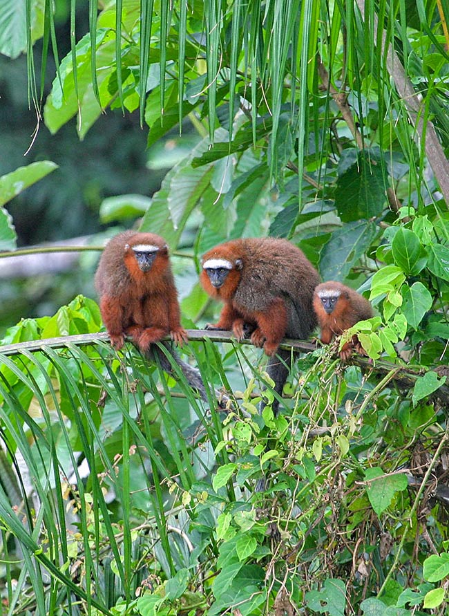 The elegant Callicebus cupreus lives in the rainforests of central-eastern Peru and in the western part of Brazil 