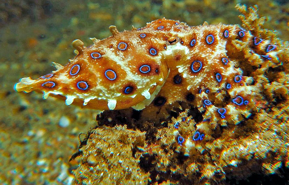 Hapalochlaena lunulata, Octopodidae, Greater blue-ringed octopus