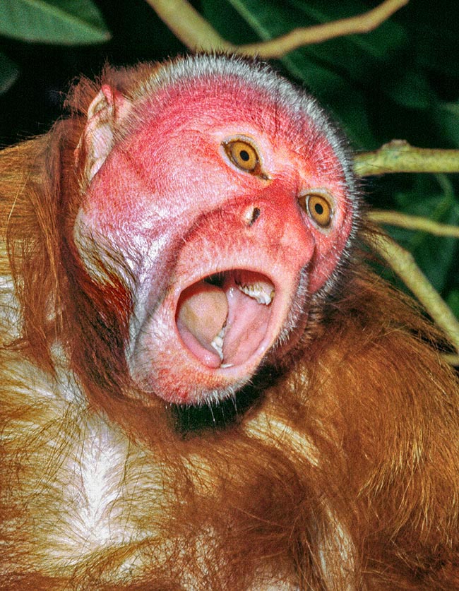 La faccia nuda del Cacajao rubicundus è rosa acceso, segno di buona salute, ma quando grida irritato assume toni scarlatti 