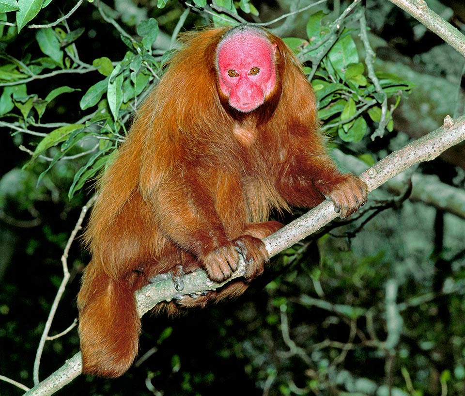 It feeds on fruits, seeds, leaves, insects and small vertebrates. The thick fur protects it from the violence of rains and the tail is unusually short 