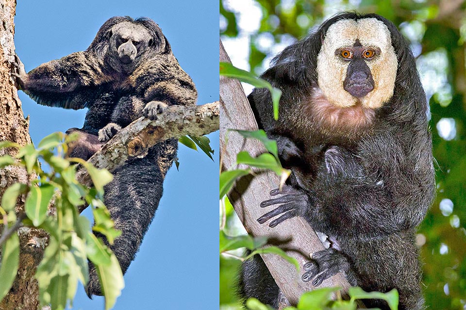 Pithecia monachus y Pithecia pithecia. son especies conocidas como Sakis o Parahuacos. Viven en grupos familiares compuestos por parejas monógamas con sus cachorros