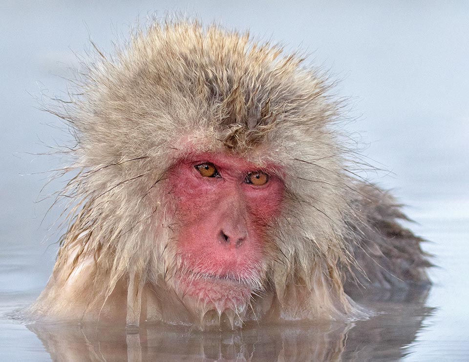Macaca fuscata es un mono catarrino japonés, famoso por haber descubierto, en pleno invierno, el beneficio de los baños de agua caliente