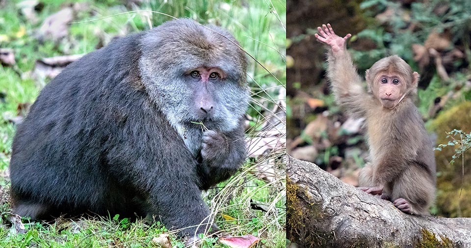 Le macaque du Tibet (Macaca thibetana), très répandu dans le sud de la Chine, s'étend jusqu'au plateau tibétain. Ici, un adulte et un jeune semblent saluer 