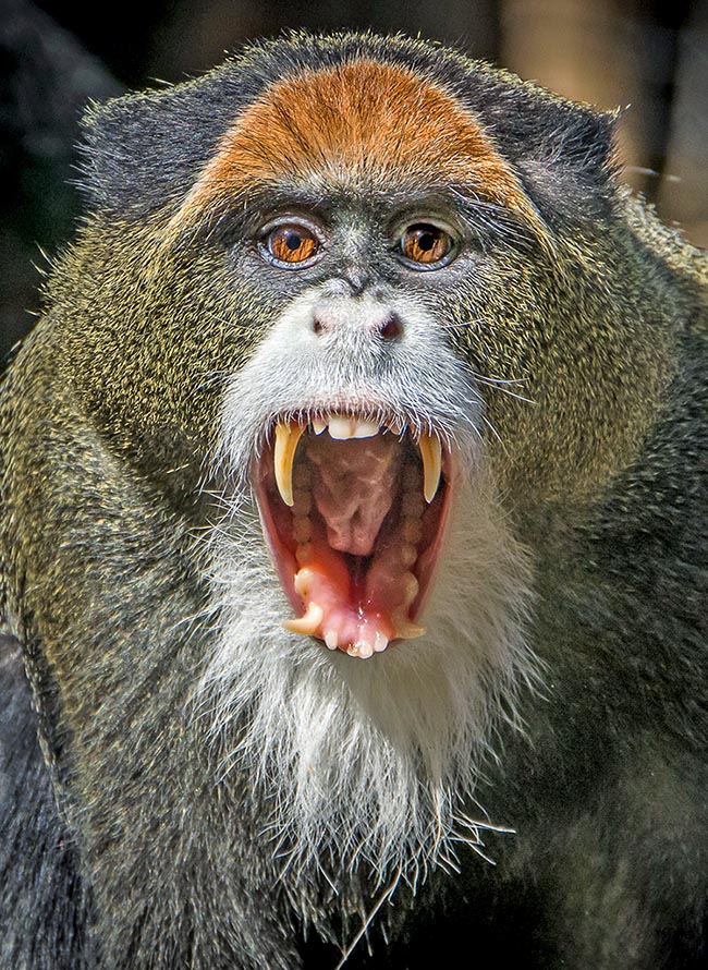 Macho poco conciliador de Cercopithecus neglectus. En esta especie de las selvas tropicales de África central el dimorfismo sexual es extremo, la hembra pesa unos 4 kg y los machos alcanzan hasta los 7 kg 