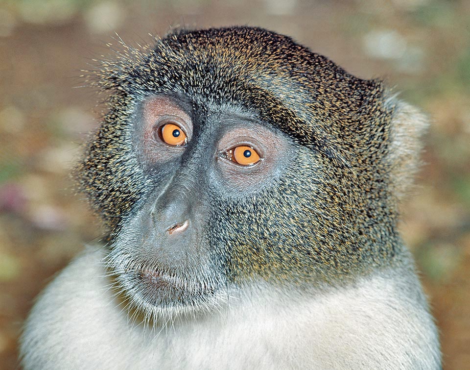 Le Cercopithèque à diadème (Cercopithecus mitis) vit en populations éparpillées en Afrique centrale, dans des habitats caractérisés par la présence d'arbres et la proximité de l'eau 