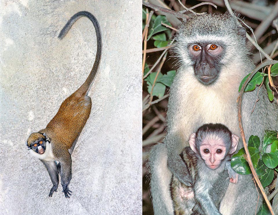 Cercopithecus petaurista and Chlorocebus pygerythrus. The Cercopithecs are medium sized monkeys. The tail is as long as the rest of the body 