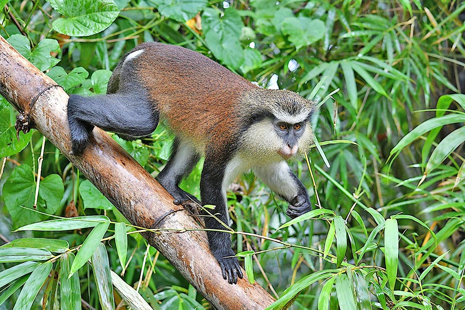 Among the Cercopithecs, Cercopithecus mona is one of the smallest, weighing about 4,4 kg the males and 2,5 kg the females. Lives in forest habitats of western Africa 