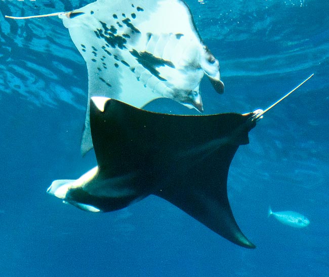 Una danza rotatoria precede al apareamiento. Aquí el macho se acerca a una hembra © Giuseppe Mazza