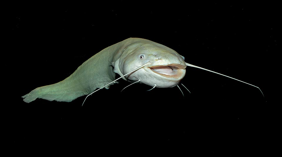 Silurus glanis, European catfish, Wels catfish