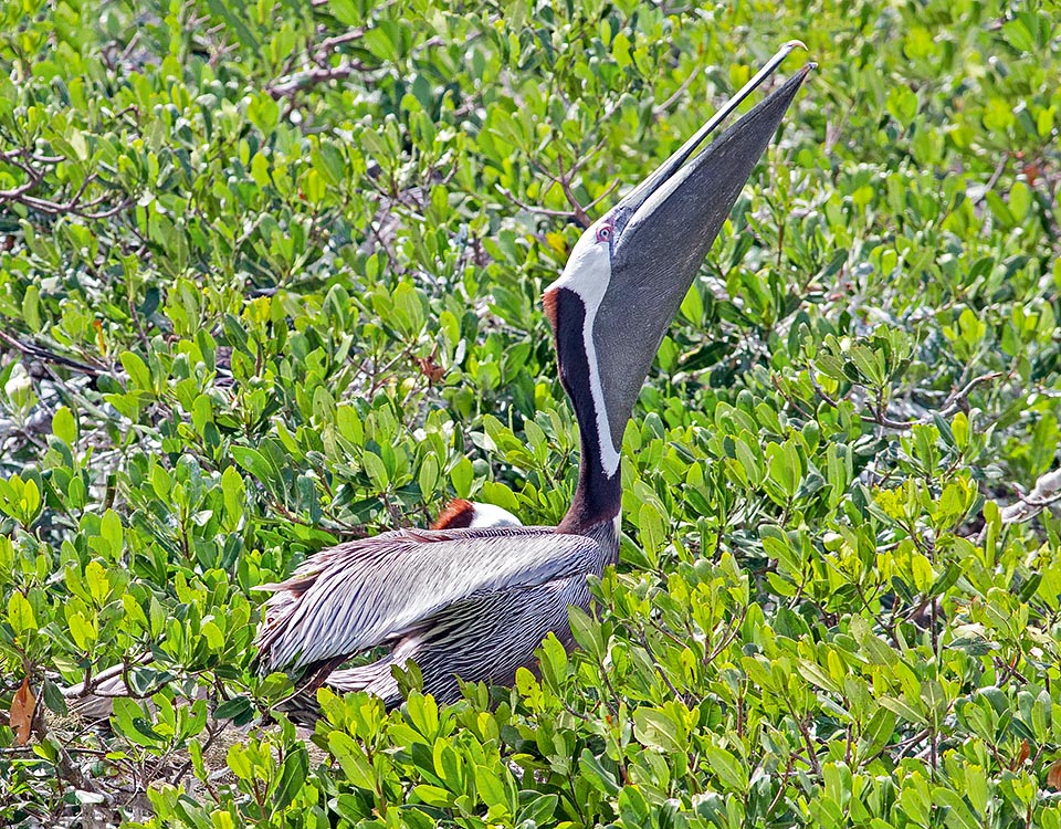 Nido en una colonia de garzas sobre mangles. El Pelecanus occidentalis anida sobre todo en colonias, a menudo junto a otras especies. Lugares sin depredadores terrestres, a veces islotes, y nunca por encima de 3-4 m. Aquí un macho que defiende su pequeño territorio mientras la hembra, junto a él, está dedicada a incubar © Giuseppe Mazza