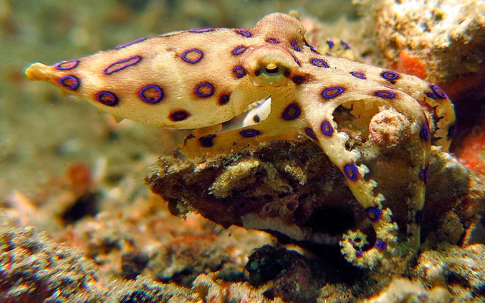 Hapalochlaena lunulata, Octopodidae, Greater blue-ringed octopus