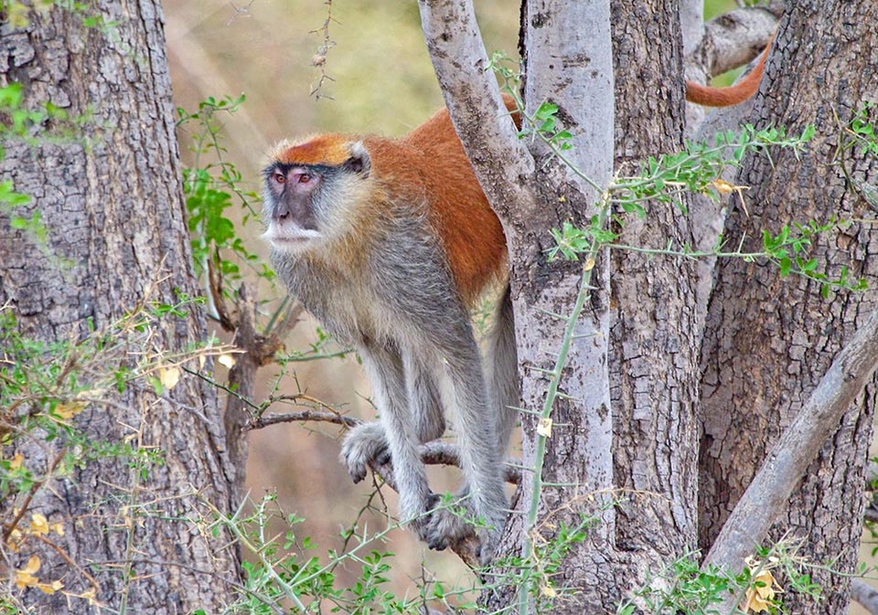 Erythrocebus patas es una especie omnívora de la sabana africana. Vive en manadas de 20-70 individuos y con sus largas patas alcanza los 55 km/h. Los machos son casi el doble del tamaño de las hembras, pero la jerarquía social es femenina. Cuando tienen casi 4 años, los machos jóvenes son expulsados y forman grupos de machos hasta la época reproductiva