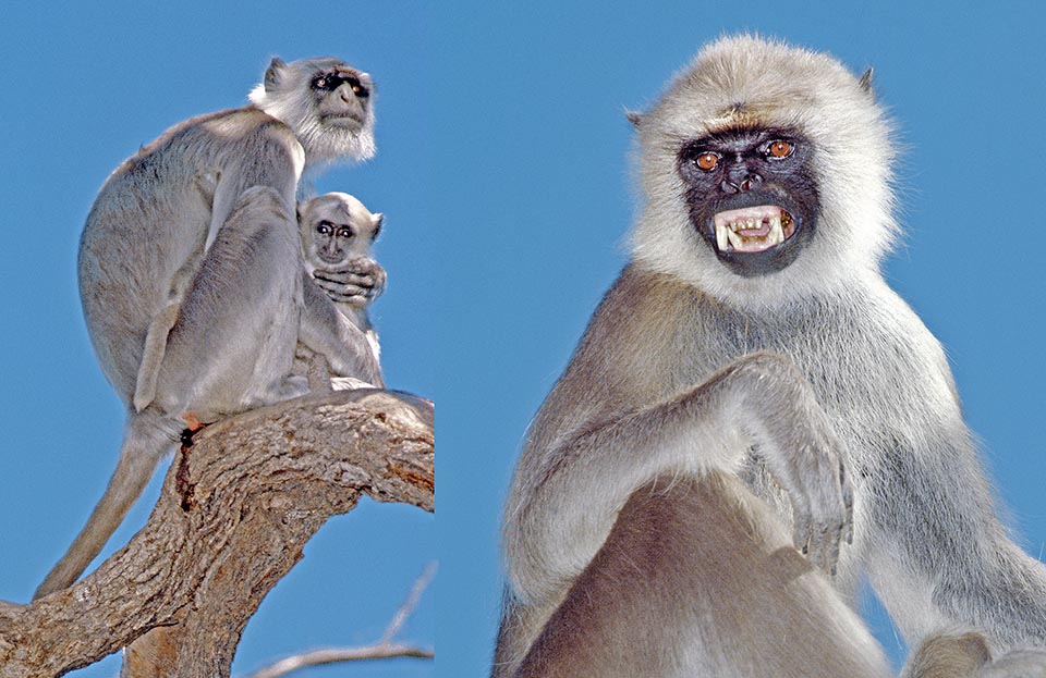 Sacred for Hindus, Semnopithecus entellus is a diurnal herbivorous cercopithecid with tail longer than the body. Lives in groups 10-60 individual with an alpha male