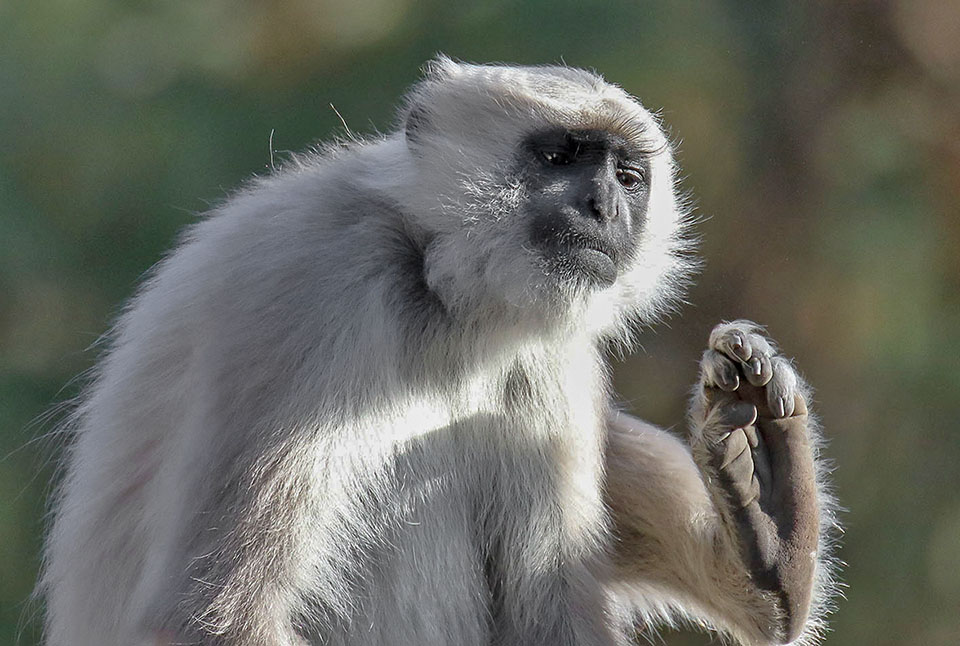 Semnopithecus schistaceus, known as Nepal entellus or Nepal gray langur lives in south-eastern Asia 