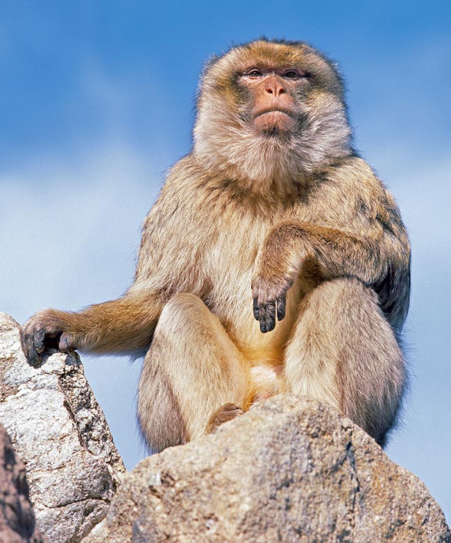El macaco de Berbería (Macaca sylvanus) es una especie del Magreb que también vive en Gibraltar 