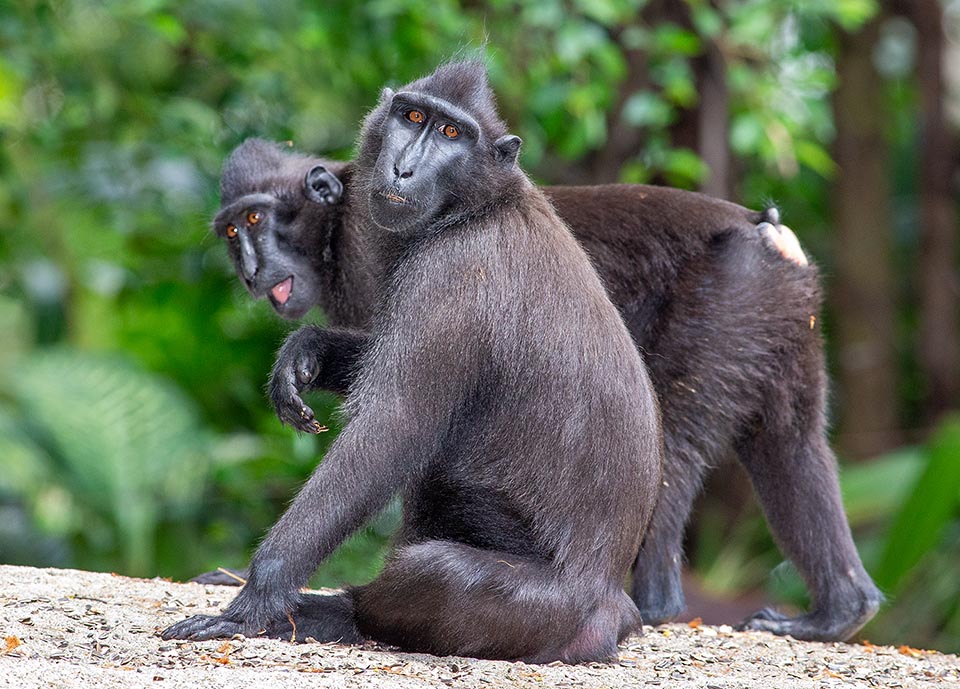 Il Cinopiteco (Macaca nigra) è una specie delle foreste pluviali di Sulawesi in Indonesia e delle isole vicine. Ha una caratteristica cresta di peli lunghi che si rizzano quando l’animale è eccitato 