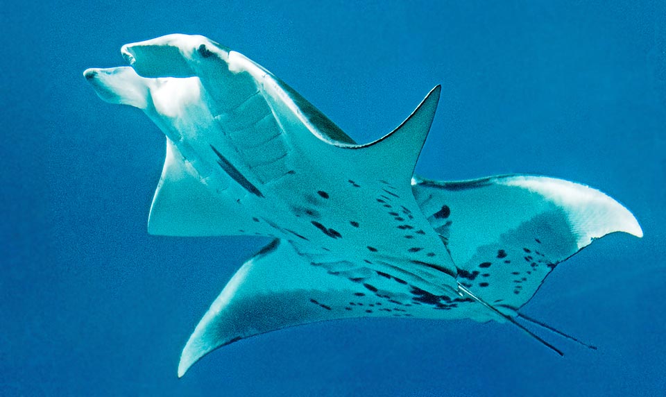 Manta alfredi, Reef manta ray