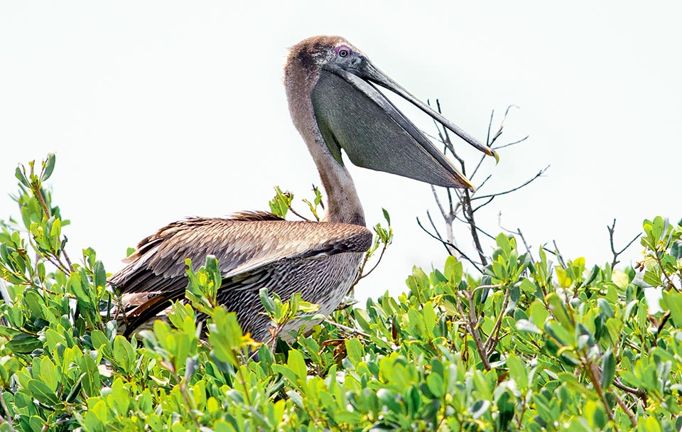 La incubación dura en torno a 4 semanas y, tras la eclosión, las crías no podrán volar aún durante otras 9 semanas, durante las que se quedan en las ramas de alrededo © Giuseppe Mazza