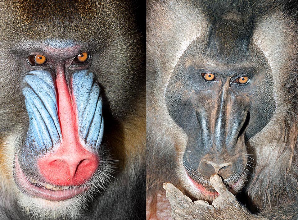 Mandrillus sphinx y Mandrillus leucophaeus son las únicas especies de este género. Terrícolas y gregarios, son omnívoros y se mueven en grupos populosos 