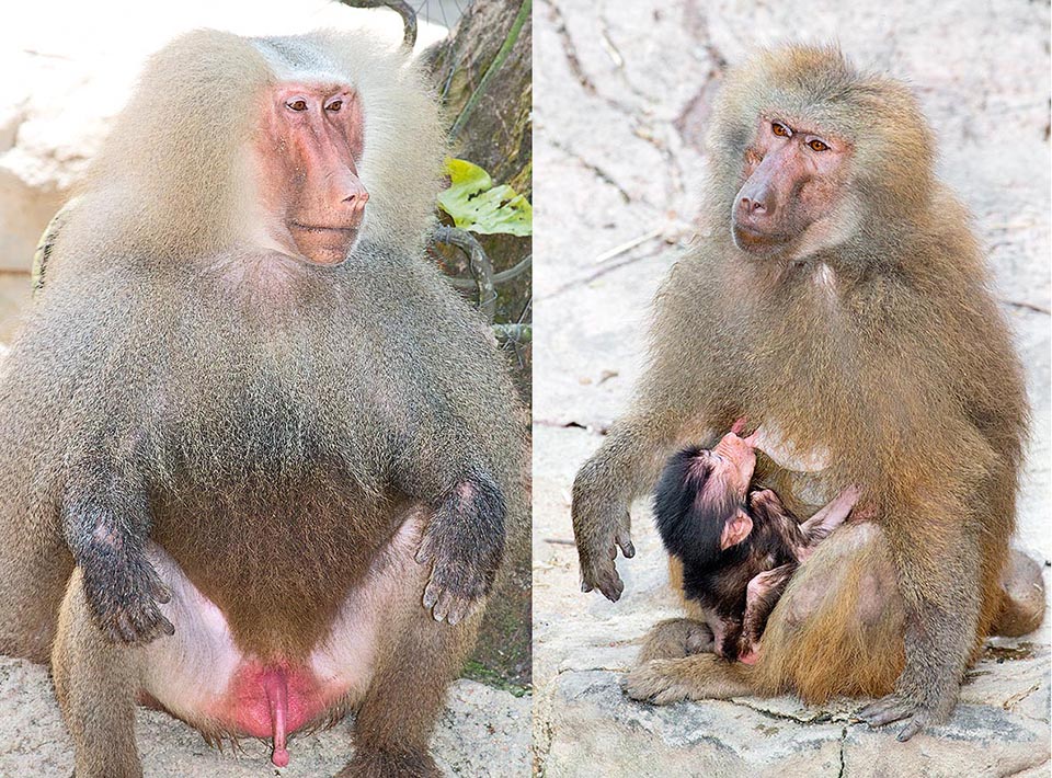 Male and femal with baby of Papio hamadryas. They live in the sub-desert regions of Africa and in some zones of the Arabian peninsula 