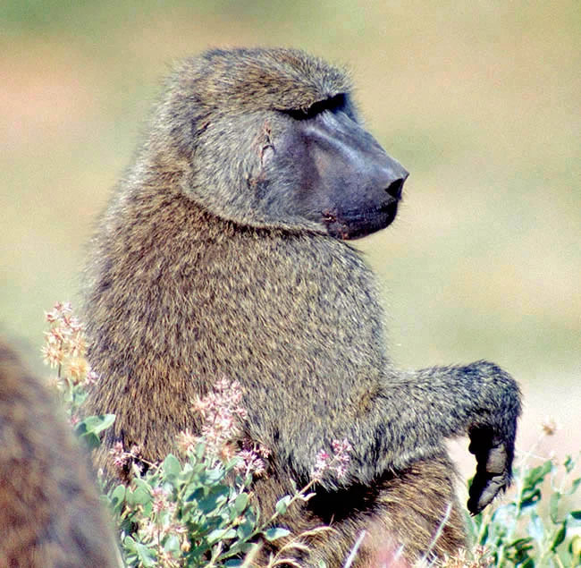 Papio anubis est présent en Afrique centrale orientale et dans certaines régions montagneuses du Sahara 