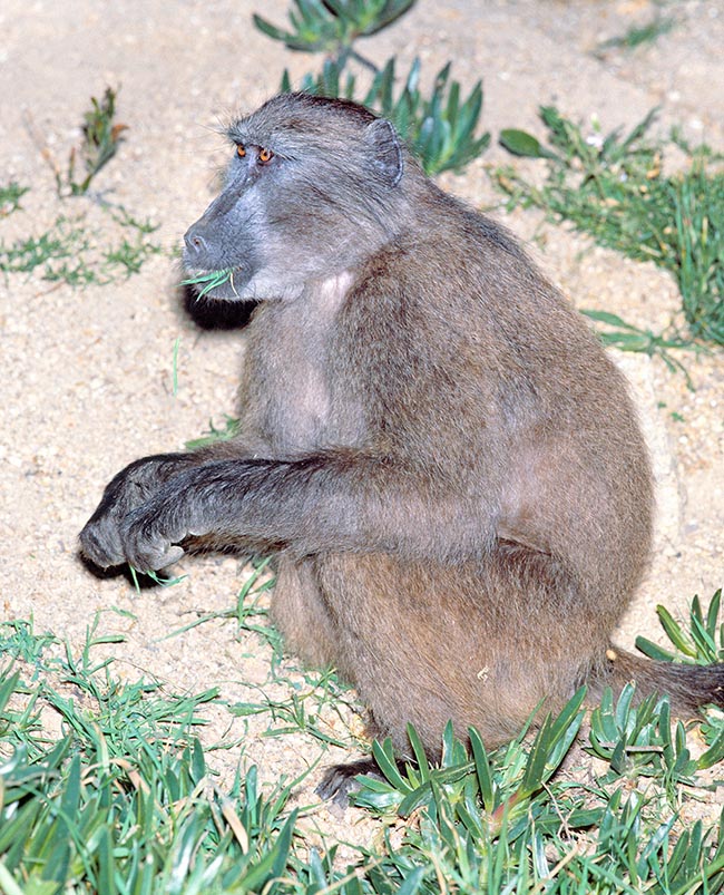 Papio ursinus comiendo hierba. La especie más grande del género, con hasta 110 cm de tamaño y 15-31 kg 