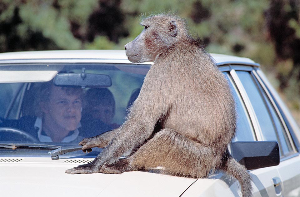 Rencontre de primates. Que faites-vous ici ? Semblent-ils se dire. Nourris-moi ou je casse ton essuie-glace ! 