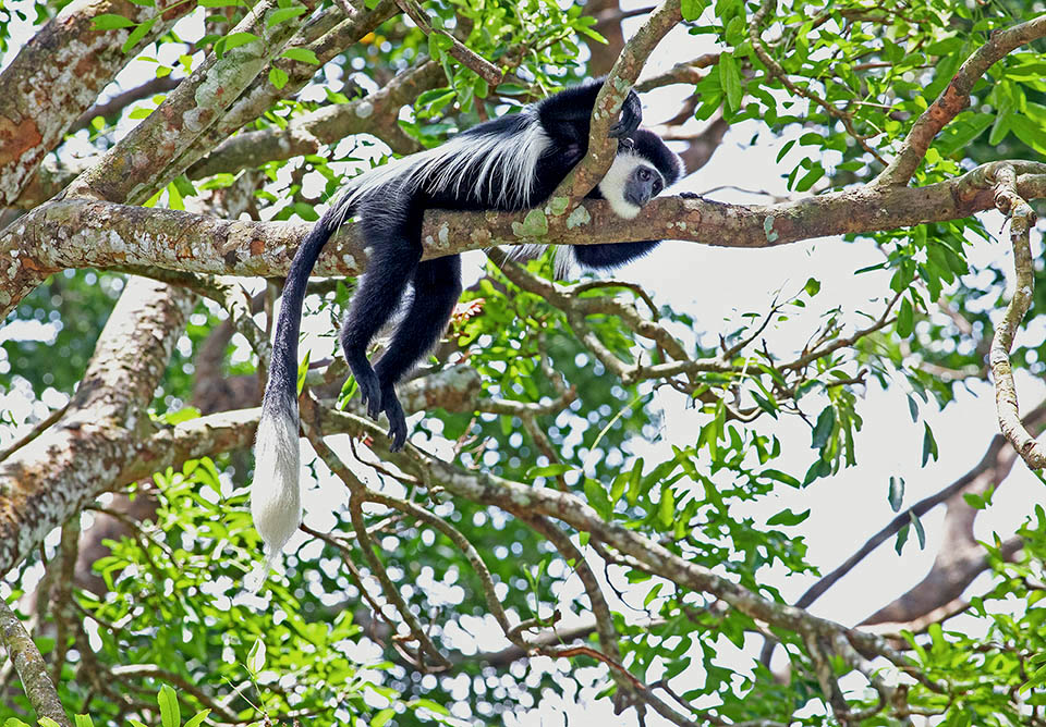 Colobus guereza. Le genre Colobus réunit des espèces au pouce réduit avec un manteau noir et blanc 