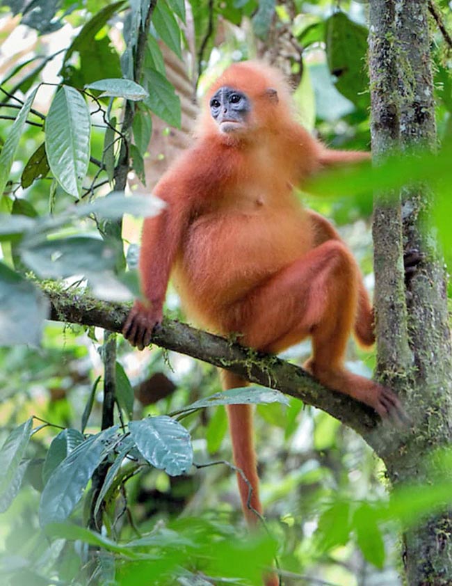 Presbytis rubicunda, così detta per il mantello rosso arancio, è una specie delle foreste pluviali del Borneo 