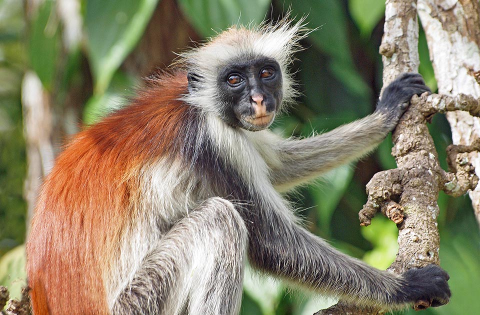 The unusual Zanzibar red colobus (Piliocolobus kirkii) once belonged to the genus Colobus and later on was reclassified recently as Procolobus 