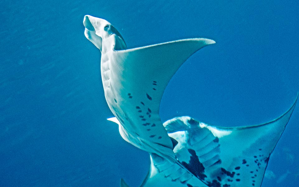 Manta alfredi, Reef manta ray