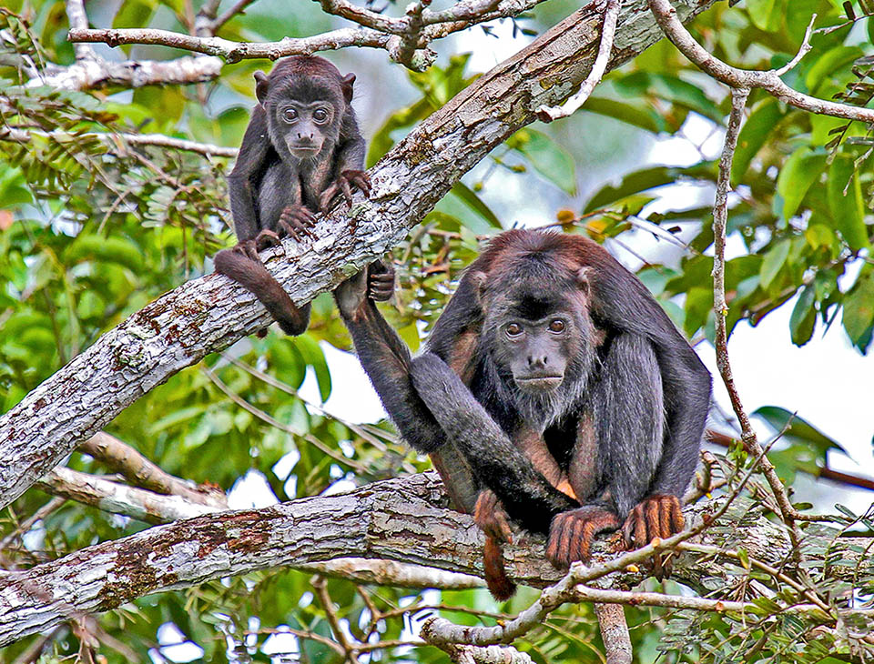 En el aullador de manos rojas (Alouatta belzebul), la punta de la cola prensil también es rojiza. Se alimenta de plantas en los bosques del norte y este de Brasil 