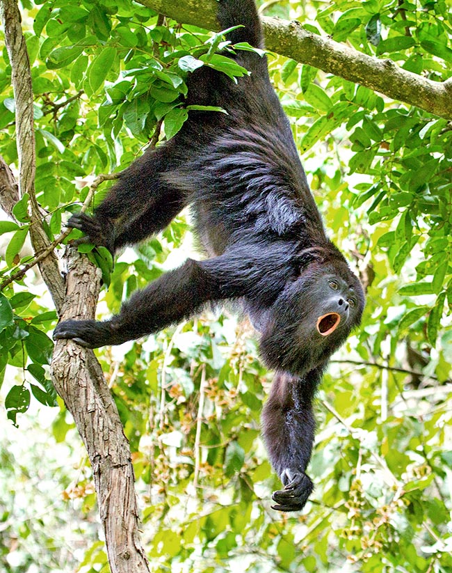 Alouatta pigra. vive in gruppi di 5-10 individui con un maschio dominante, varie femmine e i cuccioli 