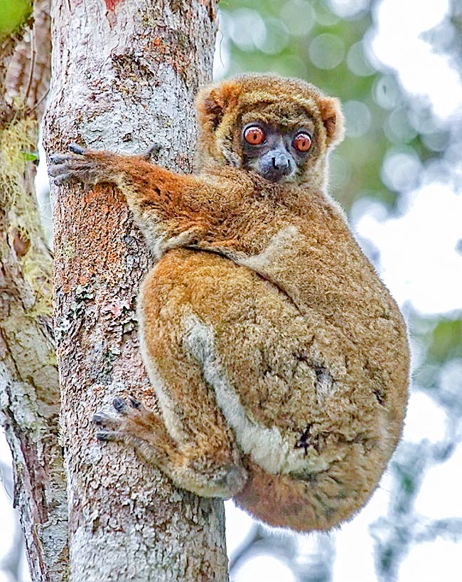 The Eastern woolly lemur (Avahi laniger) is a Madagascar medium-big prosimian with mainly herbivorous diet 