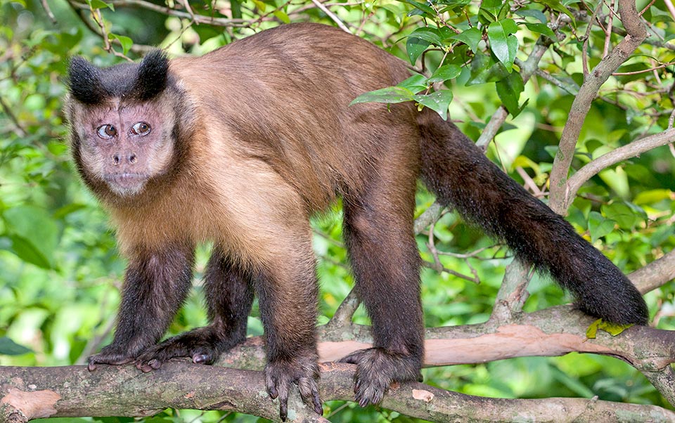 Un adulto di Sapajus apella con i caratteristici cornetti. Questa specie, dal cervello decisamente grande rispetto alla taglia, è onnivora e opportunista