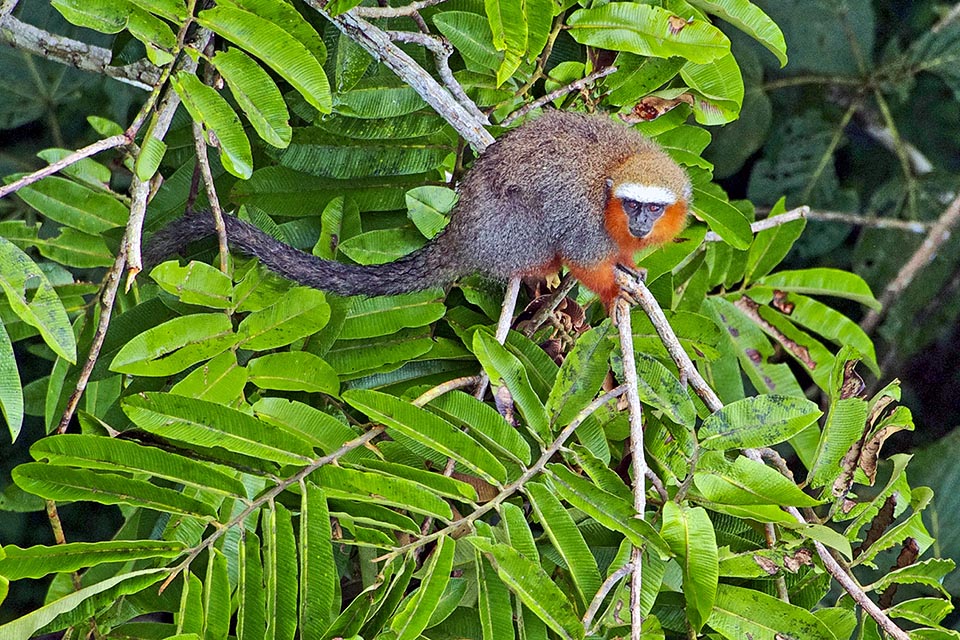 Callicebus moloch est une espèce omnivore diurne. Il vit en petits groupes familiaux qui passent la nuit et les heures les plus chaudes de la journée dans une cavité d'arbre 