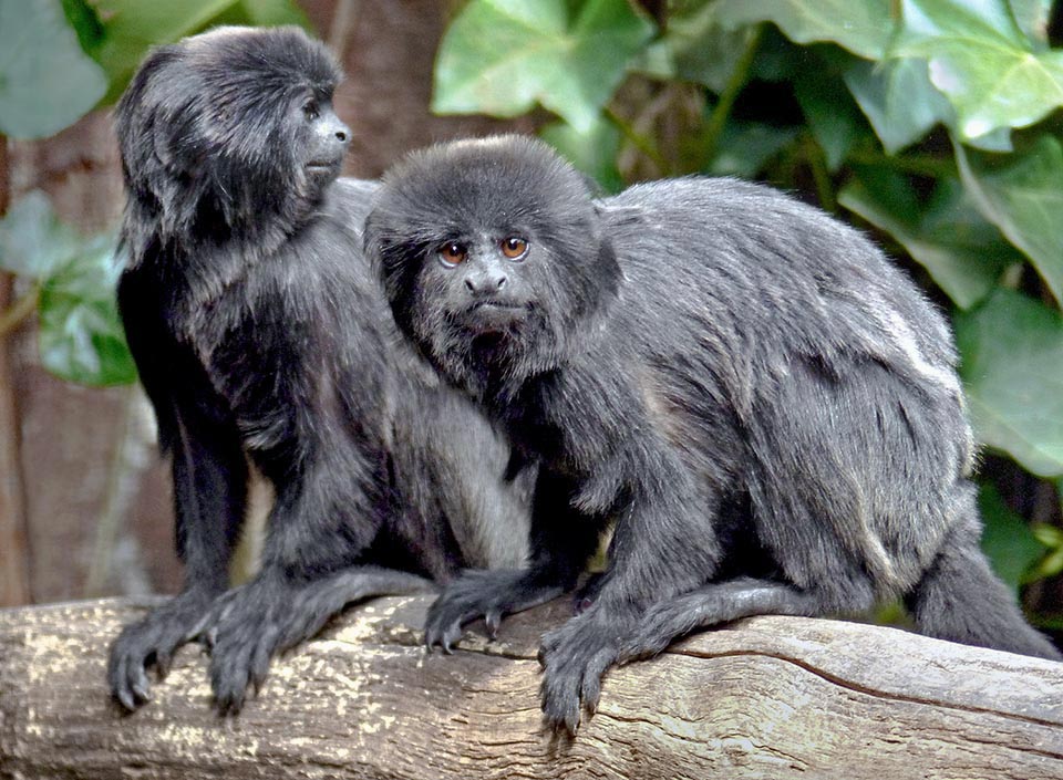 Callimico goëldii vit dans l'épais sous-bois de la forêt amazonienne.Seul représentant du genre Callimico il peut faire des bonds de 4 m 