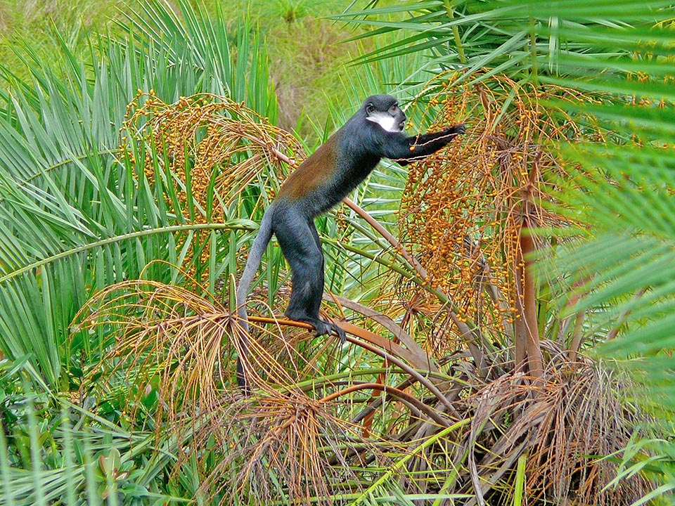 Allochrocebus lhoesti es un cercopiteco que vive en los bosques de montaña del Congo, Ruanda, Burundi y el oeste de Uganda entre 600 y 900 m de altitud 