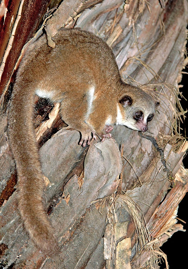 The Cheirogaleus are Prosimians of medium size, more than 60 cm long tail included, of nocturnal habits as mixed feeding, animal and vegetal. Cheirogaleus major lives in the humid forests of eastern Madagascar 