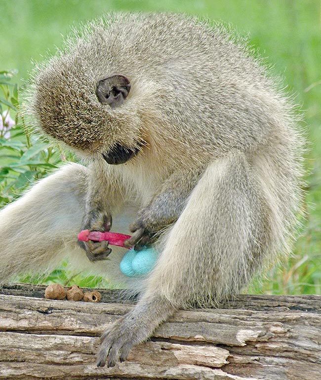 A male Chlorocebus pygerythrus tests its multicoloured potentialities 