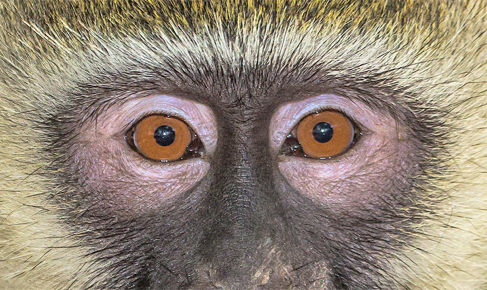 La posizione frontale degli occhi che consente una visione stereoscopica è una conquista importante dei Primati. Qui un Chlorocebus pygerythrus
